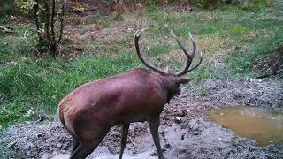 Le brame du cerf dans les forêts de Dordogne [upl. by Sammons72]