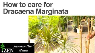 How to care for Dracaena Marginata can we dramatically revive our plant without drooping leaves [upl. by Asiuol]