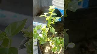 Paperomia গাছের পানি শোষণ প্রক্রিয়া পর্যবেক্ষণ gardenplants gardening agriculture peperomia [upl. by Newhall]