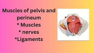 Muscles of pelvis and perineum  Anatomy Models [upl. by Suoirred536]