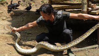 Giant poisonous snake appeared again Zon was very worried about the livestock Vang Hoa [upl. by Assiruam]