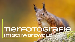 Tierfotografie im Schwarzwald [upl. by Cacilia]