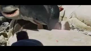 6 HEADED SHARK ATTACK  MUSIC VIDEO [upl. by Gentes576]