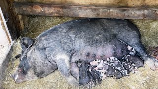 Berkshire Pig in Labour and Farrowing TEN piglets [upl. by Hcnarb]