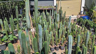 Trichocereus WalkAround 1 [upl. by Yelrehs]