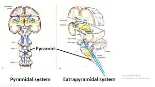 Difference between pyramidal system and extrapyramidal system [upl. by Philipp168]