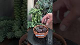 Succulent Tips A Propagation Update🪴 succulents suculentas propagate [upl. by Stein]