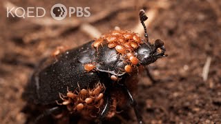 This Mitey Beetle Buries the Dead to Start a Family  Deep Look [upl. by Akila]