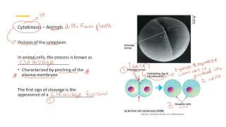 Cytokinesis Animal vs Plant 11 [upl. by Sachsse910]