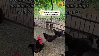 Rhode Island Red chicken Facts shorts chicken [upl. by Ayyn17]