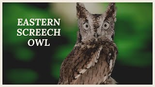 Eastern screech owl call What does eastern screech owl sound like [upl. by Connor314]