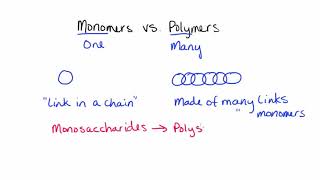 Monomers vs Polymers [upl. by Oirom]