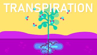 What is Transpiration in Plants [upl. by Dorie]