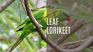 Leaf Lorikeet Trichoglossus Weberi [upl. by Wurst]