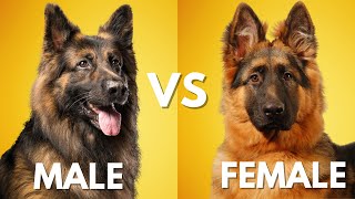 Male vs Female German Shepherd Which is Best For You [upl. by Bridge]