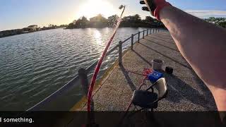 Mawson Lakes Magnet Fishing 9 November 2024 [upl. by Skilken]