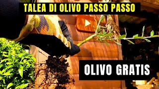 Saper fare le talee di olivo  ti farà guadagnare o risparmiare un sacco di soldi [upl. by Onoitna181]