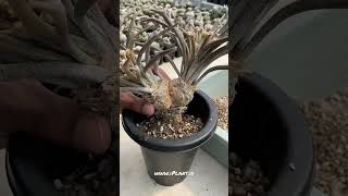 Repotting grafted astrophytum caputmedusae  shorts [upl. by Hentrich]