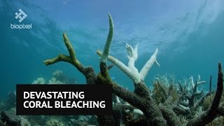 Video shows devastating effect of Great Barrier Reef coral bleaching [upl. by Cyrille]