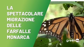 La spettacolare migrazione delle farfalle monarca [upl. by Nyltak]