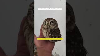 Owl owl owlforest birds animals forestounds shorts [upl. by Washko]