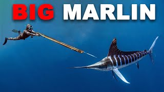 Spearfishing Marlin amp Fighting AGGRESSIVE Sharks [upl. by Nielson947]