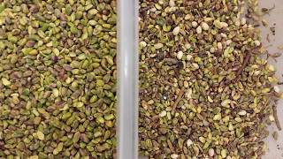 Satake EVOLUTION Sorting Pistachio Kernels for Sticks FM Discolored [upl. by Chrisse807]