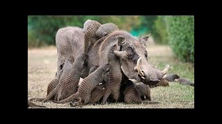 10 Fascinating Symbiotic Relationships Between Animals [upl. by Hepsibah562]