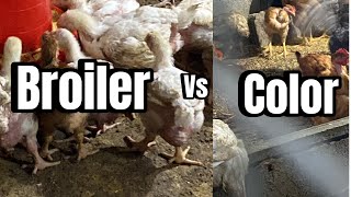 VENTAJAS y DESVENTAJAS de criar POLLOS DE ENGORDEBroiler blanco vs Pollo de color [upl. by Natfa]