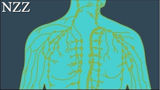 Stiefkind der Medizin das Lymphsystem Ausschnitt einer Dokumentation von NZZ Format [upl. by Ainafets632]