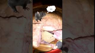 How to Get Mice in the Attic to Move Out [upl. by Laurie]