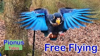 Bronze Wing Pionus Parrots 2nd Free Fly [upl. by Bergeman510]