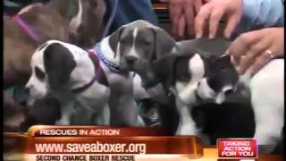 Rescues in Action  Boxer puppies [upl. by Ihcur]