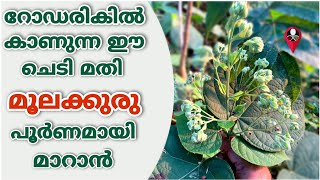 ശരീരത്തിൽ കെട്ടികിടക്കുന്ന യൂറിക് ആസിഡ് കുറക്കാൻ ഏറ്റവും നല്ല ഒറ്റമൂലി  uricacid  Arogyam [upl. by Reivad]