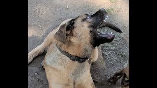 5 Month Old English Mastiff German Shepard quotHankquot wrestling with Boxer quotLokiquot [upl. by Attegroeg913]