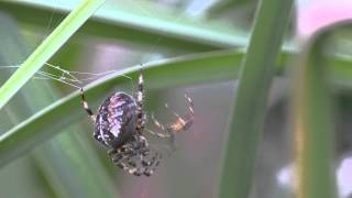 Sexy Spider Araneus diadematus  Mating Rituals [upl. by Laflam]