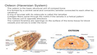 Osteon Harvesian System [upl. by Lore896]