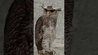 Give a Hoot Royalty Free Owl Sounds [upl. by Aitselec94]