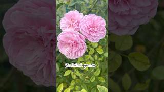 Rose garden Part2 shotrs [upl. by Merissa]