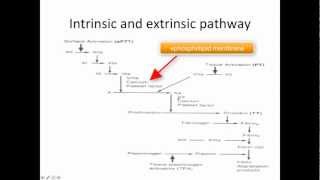 Hemostasis clotting system kallikrenin and regulation [upl. by Streeter]