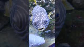 鑽紋狗頭 網紋叉鼻魨 Arothron reticularis 河豚Dogface Puffer Pufferfish pufferfish 河豚 [upl. by Allenad]