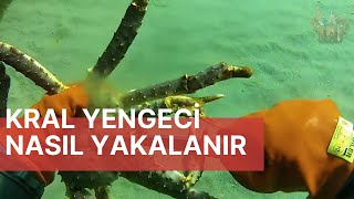 Kral yengeci avı \\ King Crab Hunt [upl. by Rozina]