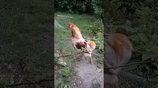 Funny Crowing Rooster Compilation  try not to laugh [upl. by Jacklin]