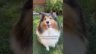 Sassy Lassie ✨🤭 dog sheltie [upl. by Eronaele435]