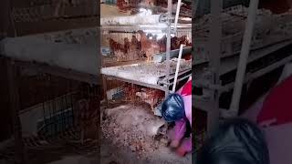 Chicken litter cleaning techniques [upl. by Marchese]