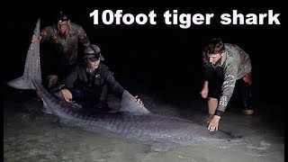 MONSTER shark fishing Australia  Tag amp Release Pt1 [upl. by Oilalue631]