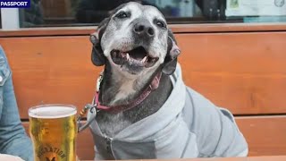 How to get a dogfriendly brewery passport for summer [upl. by Akeber]