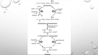 Amino acids metabolism Glutamic in Arabic [upl. by Boulanger]