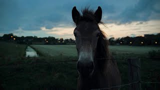 Sony a6700 Cinematic  Sigma 1850mm f28 [upl. by Comras216]