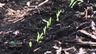 PreEmerge Corn Herbicides 731 Air Date 4812 [upl. by Adla]